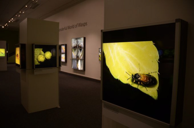 Wasp_exhibition__DSC3496